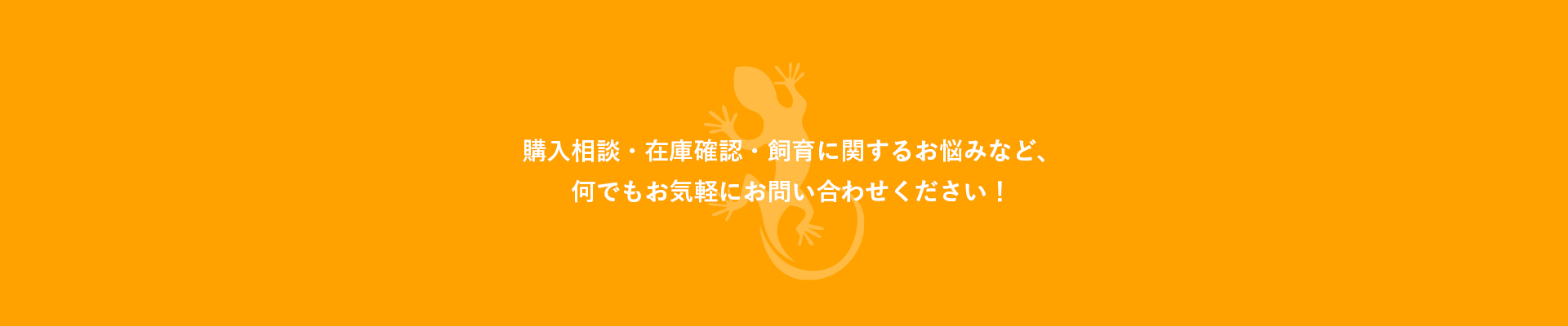 購入相談・在庫確認・飼育に関するお悩みなど、何でもお気軽にお問い合わせください！