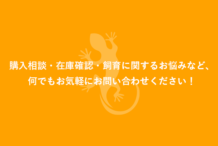 購入相談・在庫確認・飼育に関するお悩みなど、何でもお気軽にお問い合わせください！